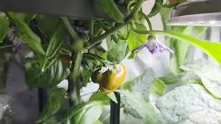 Tending, Pollinating, Harvesting &ndash; Thank You, Garden | Week 17