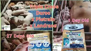 Baboyang Walang Amoy| Triple Cross Duroc x Pietrain x Landrace Healthy Piglets