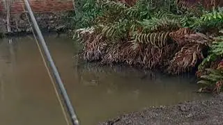 Tempat sih boleh kecil tapi ikan bulan