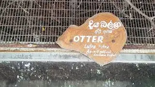 Otter Agile Semiaquatic Charm and Vitality #worldbest #pinegle #travel #animals #viral #otter