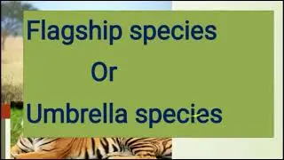 Flagship species or umbrella species im ENGLISH
