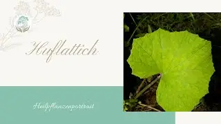 Die Wunderpflanze Huflattich | Ellen Langstein