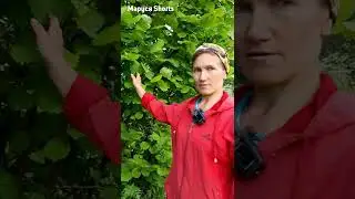 ЧАЙ ДЛЯ МУЖЧИН