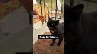 Hissy for ham 🤣🐱🐍  #cats #cat #catshorts #funny #cute #catvideos #shorts #cutecats #nature #kitty