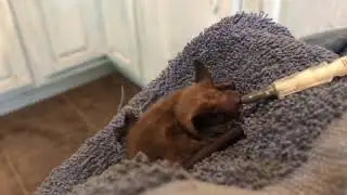 Caring for baby Big Brown Bats