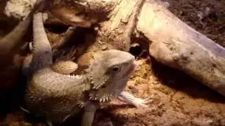 Leosforlife Reptile Contest Entry