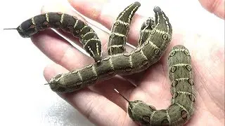 巨大なイモムシを手に乗せた結果…