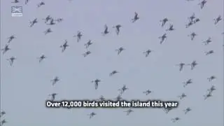 Crossrail sustainability: Record number of birds visit Wallasea Island