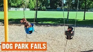 Dog Park Fails | 1/2019