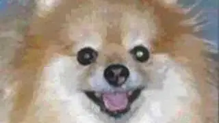 Online Scrapbook: My Dog