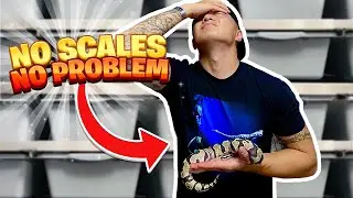 SCALELESS BALL PYTHON CARE TIPS #ballpythons #scaleless #snake