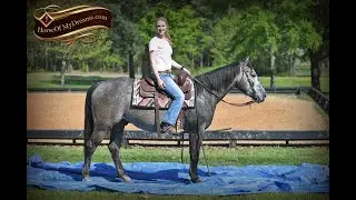 Storm's Video - Gentle Grey Family Trail Horse For Sale