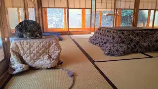 垂れ流し配信‗夜‗20260202