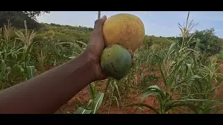 Mother nature has started giving back here in the village see this big fruits i found