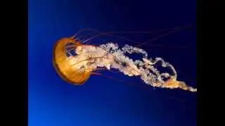 treality in life hybrid pop plus trap jazz rnb electro instrum