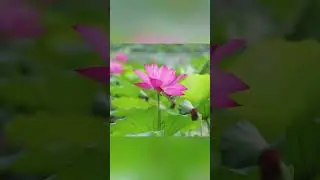 Lotus in full bloom in Suining