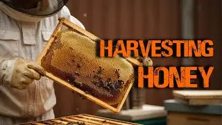 Honey Harvesting: From Hive to Table