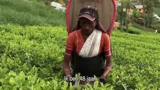 PLUS Fairtrade Thee