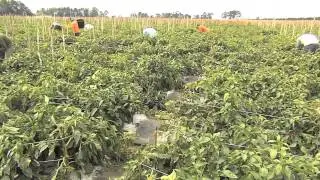 Immigration And Agriculture Discussed At Essential Economy Council Forum