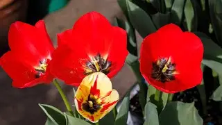 Smith College Botanic Garden 2023 Spring Bulb Show