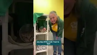 Meet Adoptable Cat Coolant!