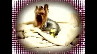 Micro Posh Puppy (New web)