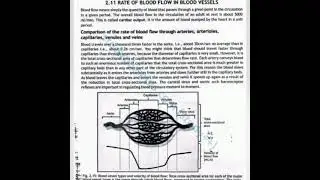 Rate of blood flow arterioles and capillaries 12