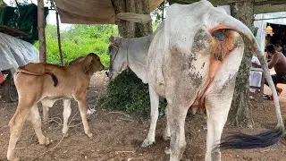 Bucows - Natural animals, Cattle, Cows, Calf. Calf animals