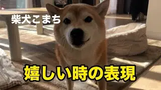 帰宅時の、こまちの嬉しさ表現は『フスンッ！』