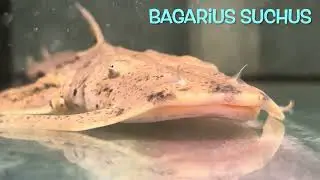Bagarius suchus