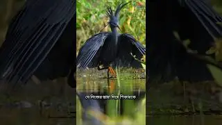 Black Heron.    The stylish Bird        #bird #shorts #viral #foryou #blackheron