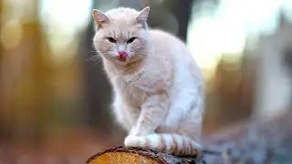 Forest Cat Do Cleaning work 4k High Quality Video