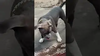 Fighter look #pitbull #pitbulldog #pitbullpuppy #pitbulladvocate #pitbullsofinstagram #dangerzone