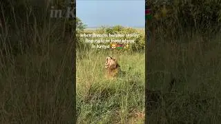 #Shorts #SafariShorts #WildlifeShorts #Kenya #Africa #Lion #WildlifeEncounter #TravelFootage