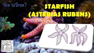 How to Draw Starfish (Asterias rubens) in Biology Journal | Class 11 | Biology Diagram Guide