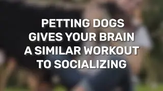 Petting Dogs Gives Your Brain A Similar Workout To Socializing
