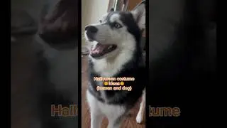 Halloween costumes for dogs and their owners!💞 || #viral #fyp #blowup #trendy #viralshorts