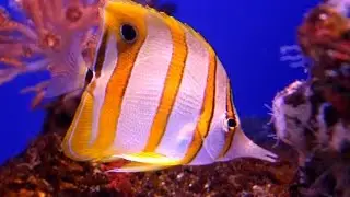 Visitamos Palma Aquarium Mallorca