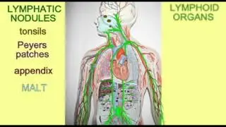 LYMPHATIC TISSUES
