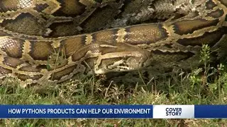 Turning serpents into satchels: The Florida python skin product market