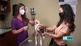 VCA Kapolei provides innovative veterinary care through acupuncture | HI Now