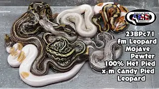 m Candy Pied Leopard x fm Leopard Mojave Pewter 100% Het Pied is hatching!! 23BPc71 AME