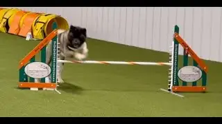 Miko  - Agility Practice - 12/18/25