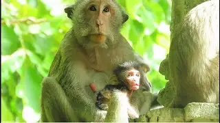 The most adorable wild monkey baby !!! The well-being is very beautiful