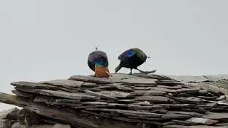 Himalayan Monal (Danphe) National Bird of Nepal#everesttrek #nationalbirds #nepal #hilight #goviral 