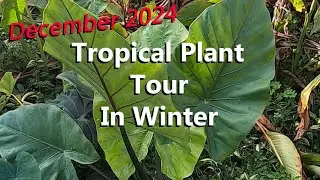 Tropical Plant Tour During the Winter Featuring Elephant Ears, Canna Lilies, and Banana Plants