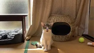 甘えんぼ子猫が可愛すぎて困っています