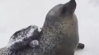 Seal clapping