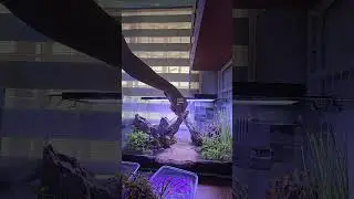 Planted Tank with Dragon Stone - Simple Aquascape
