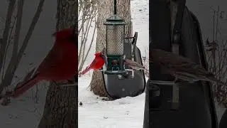 Cardinal feeding&hellip;.